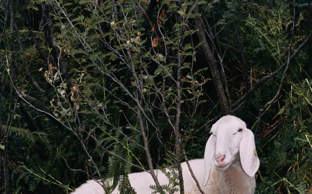 Amsterdam Exhibition Examines How Humans Shaped Sheep
