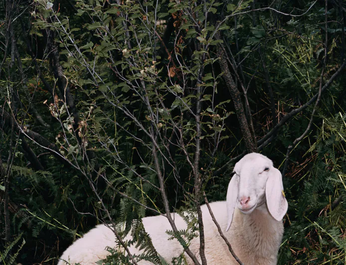 Amsterdam Exhibition Examines How Humans Shaped Sheep
