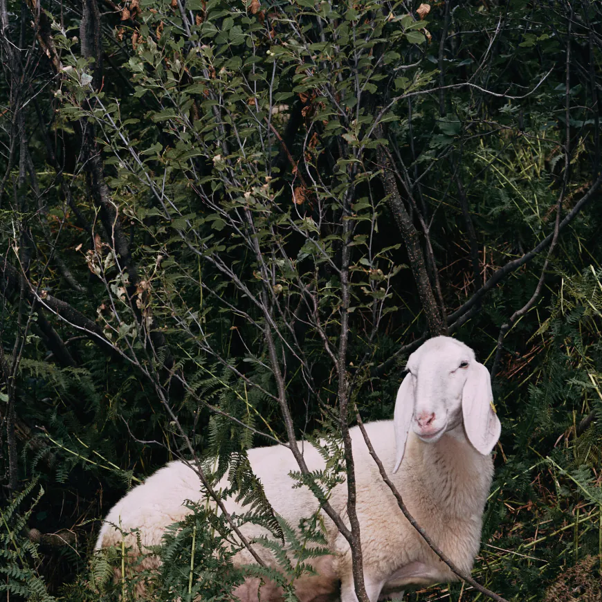 Amsterdam Exhibition Examines How Humans Shaped Sheep
